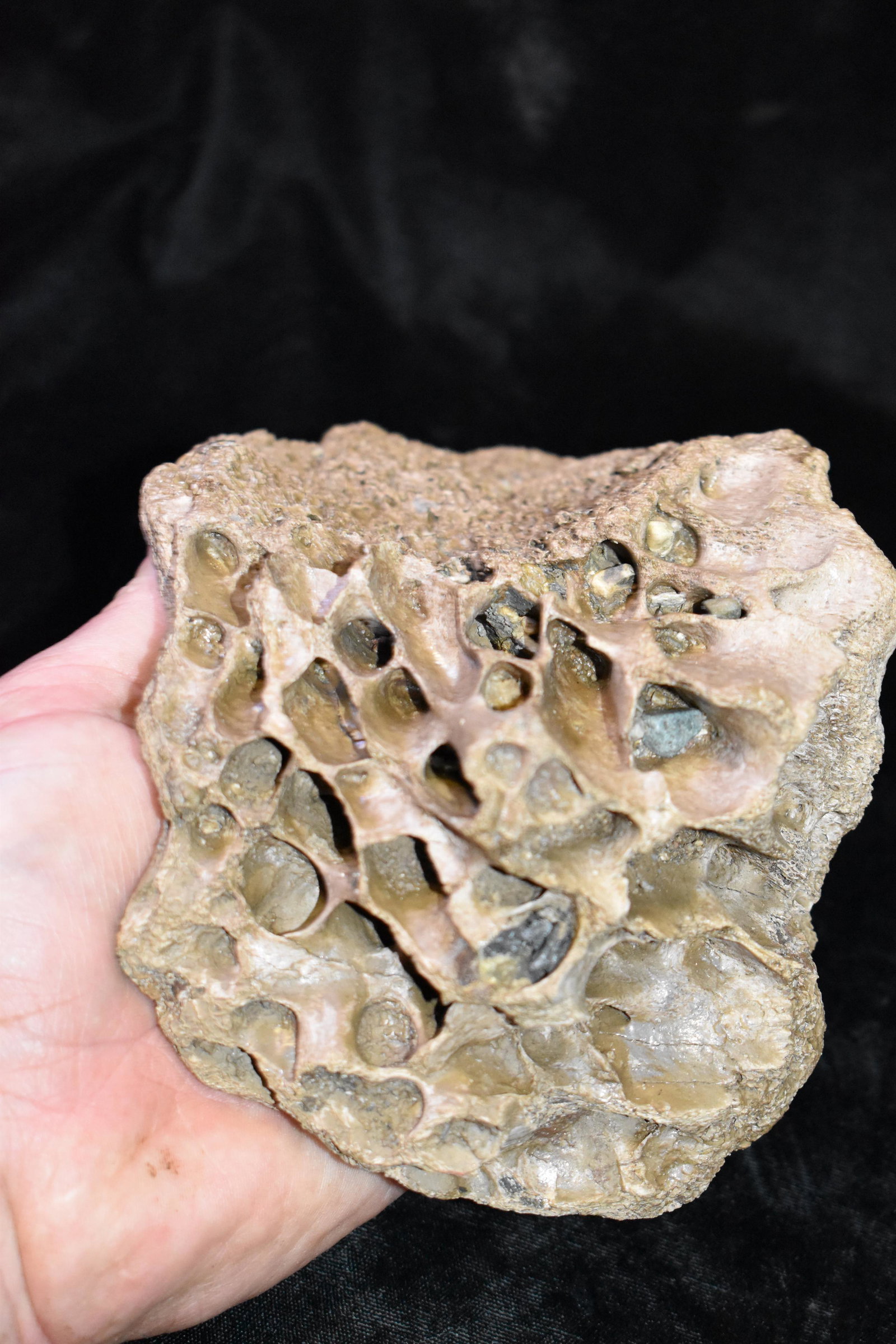 7 1/8" Section of Mammoth or Mastadon Skull found by Rodney Gray in North Missouri: 7 1/8" Section of Mammoth or Mastadon Skull found by Rodney Gray in North Missouri. This appears to be from a cheek bone where it curves up on the skull.
