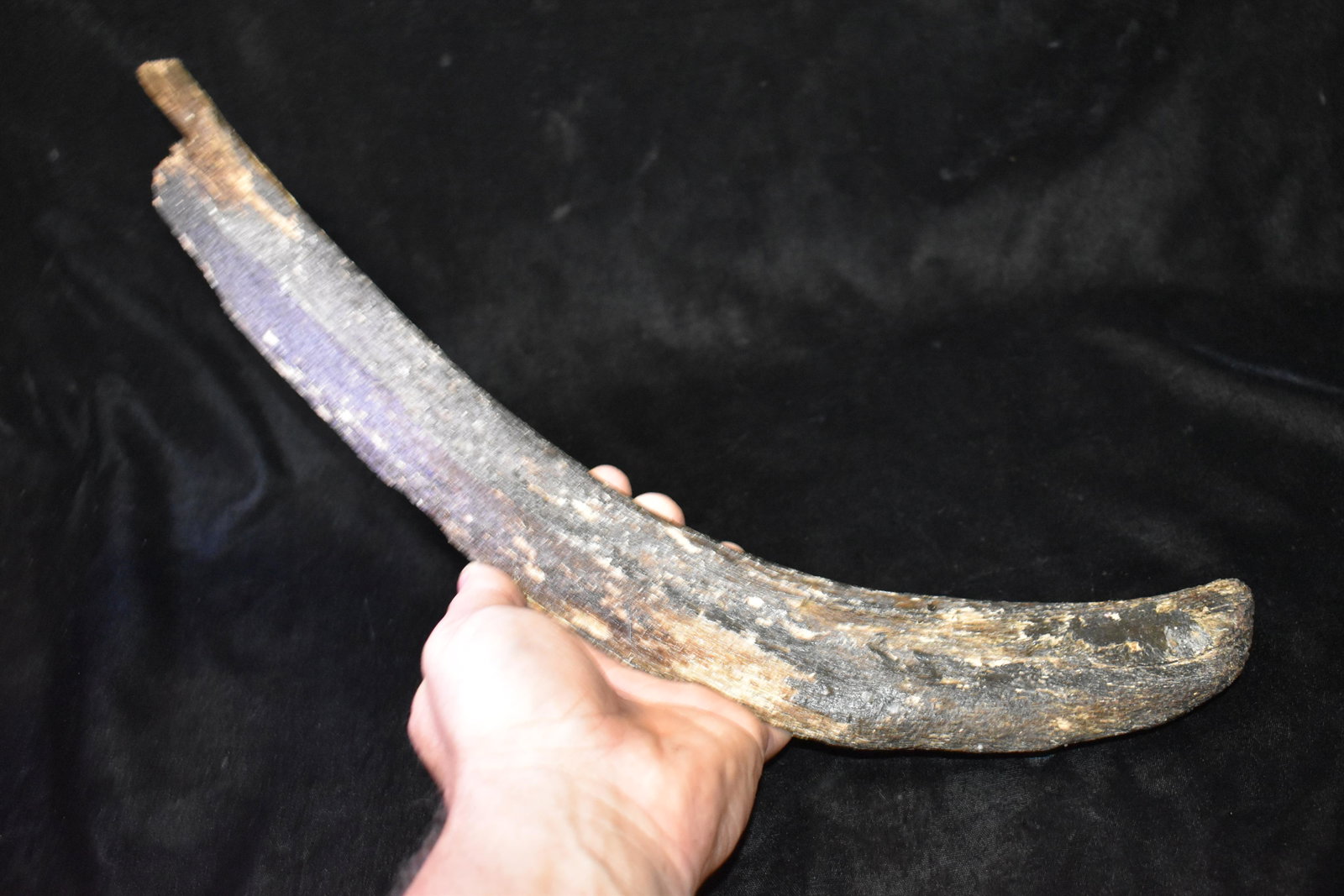 17 1/4" Mastadon or Mammoth Rib Bone found in north missouri by Rodney Gray: 17 1/4" Mastadon or Mammoth Rib Bone found in north missouri by Rodney Gray