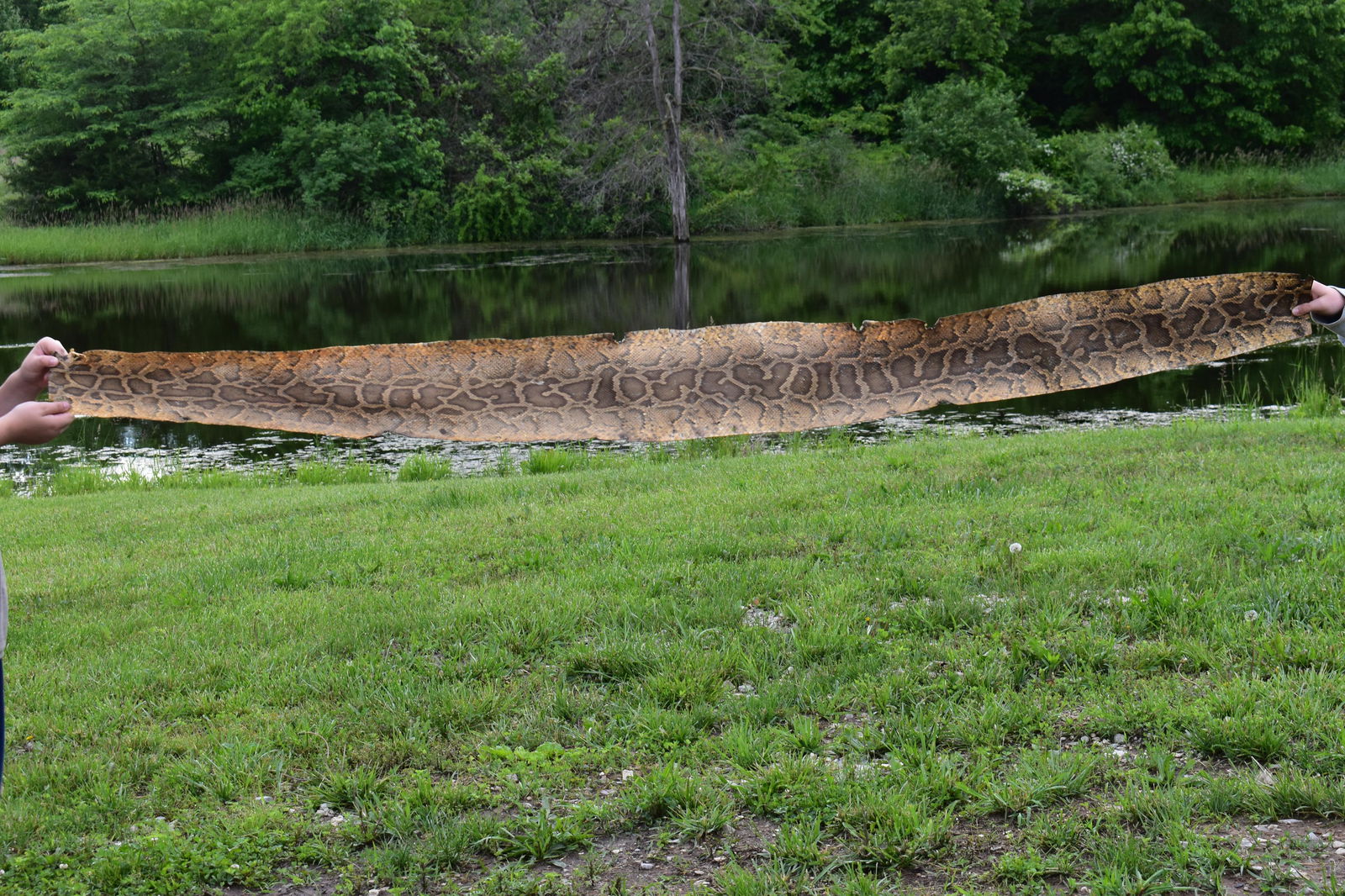 7 Ft Python Skin/Hide (1 of 5)