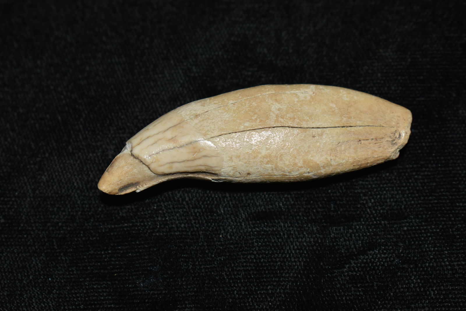 2 1/4" Bear Claw (1 of 4)