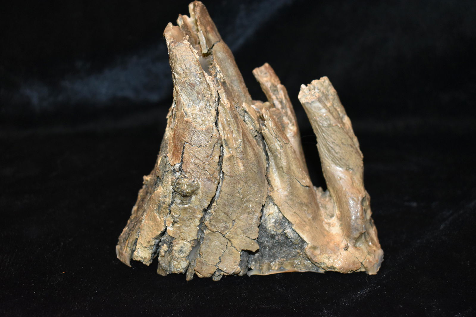 5" Juvenile Mammoth Tooth Fossil: 5" Juvenile Mammoth Tooth. Mammoth would shed their teeth as they wore out. Air and heat had hit this tooth hard before it was found so it was put through heavy glue treatment to lock it together. Giv