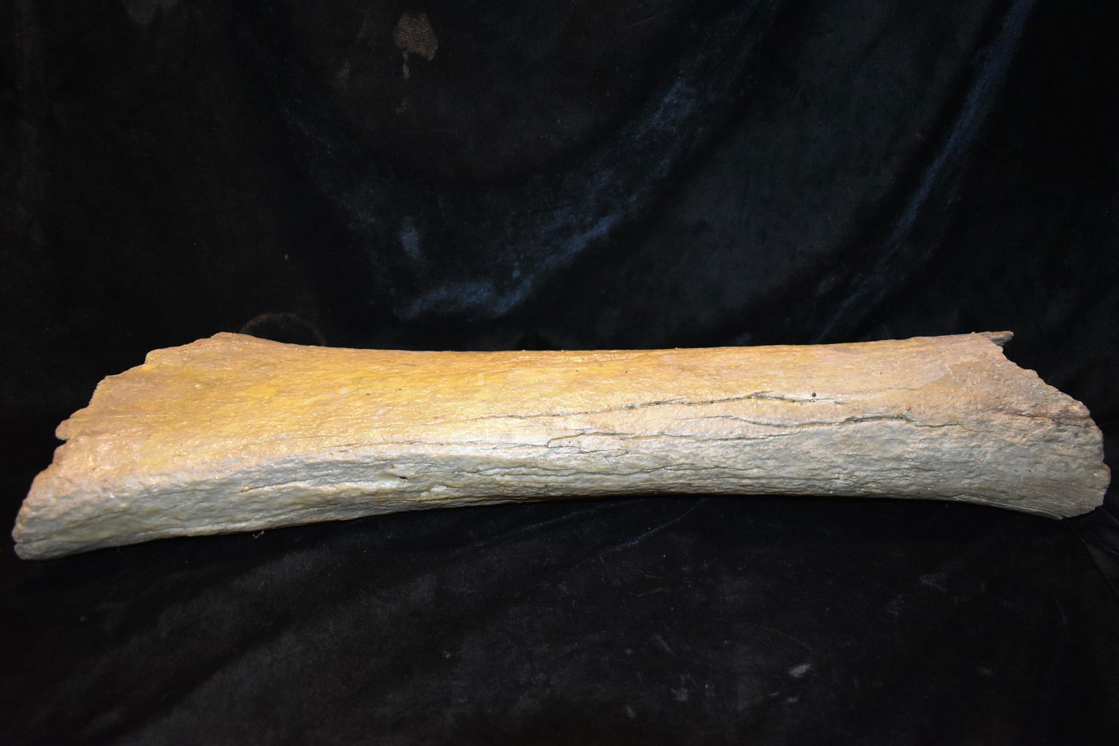24" Mammoth or Mastodon Leg Bone Fossil: 24" Mammoth or Mastodon Leg Bone found in Scotland County, Missouri by Rodney Gray.