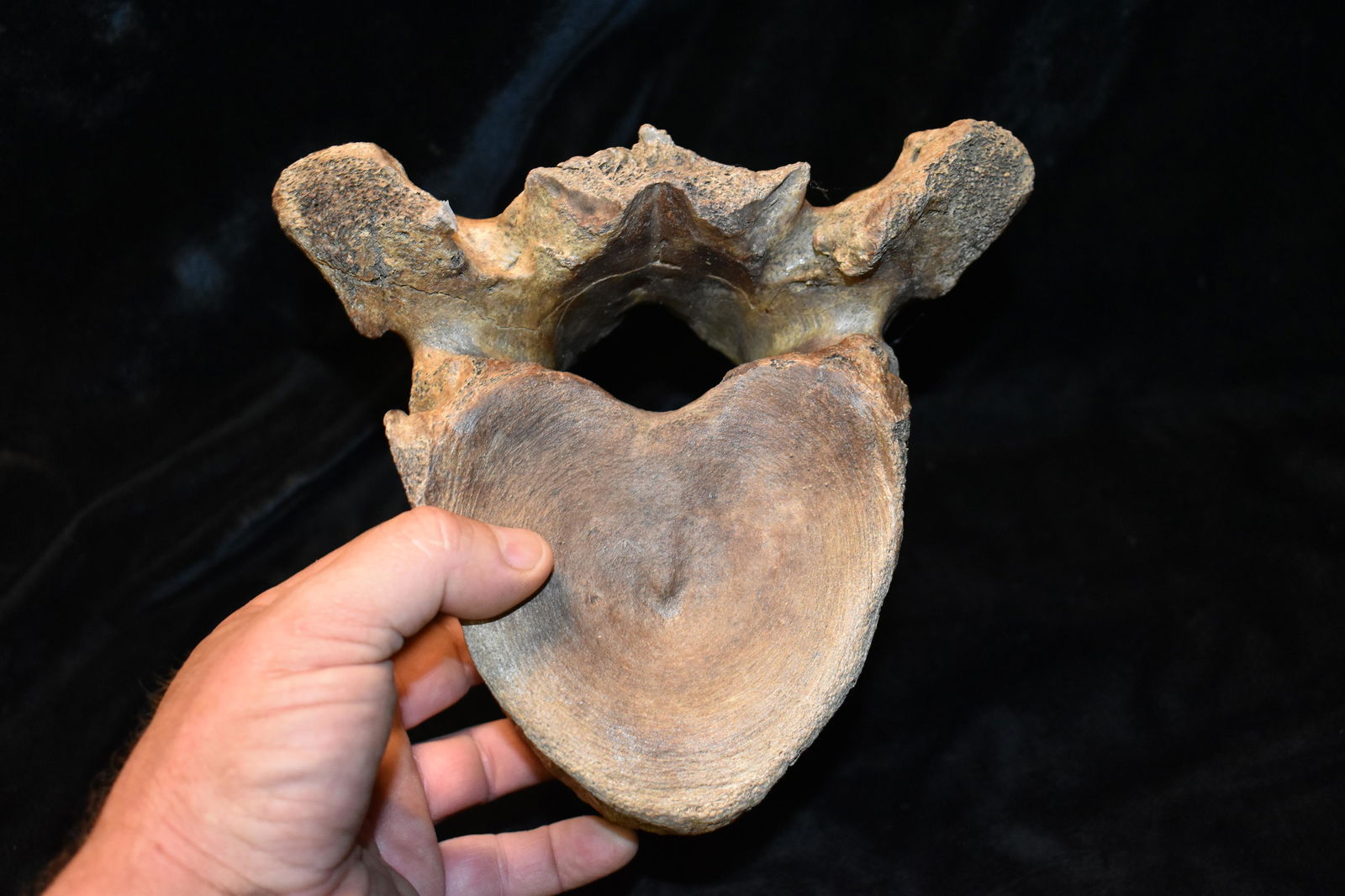 7" Mammoth Vertebrae Fossil: 7" Mammoth Vertebrae Fossil found in Scotland County, Missouri by Rodney Gray.