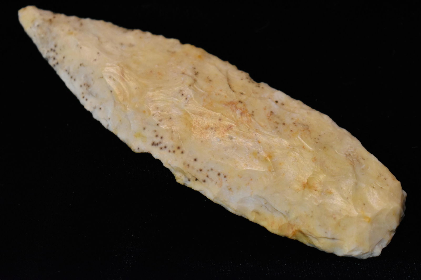 4" Angostura found in Scotland Co., Mo by Rodney Gray (1 of 7)