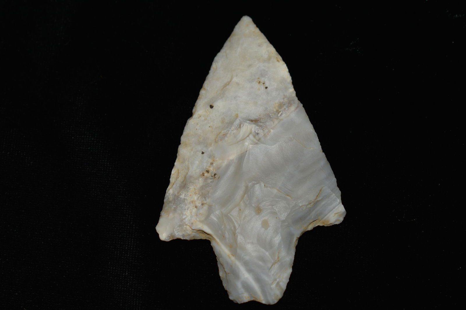 2 5/8" Fossiliferous Marshal Adena Dickson found in Pettis Co, Mo by Tim Dunham (1 of 7)