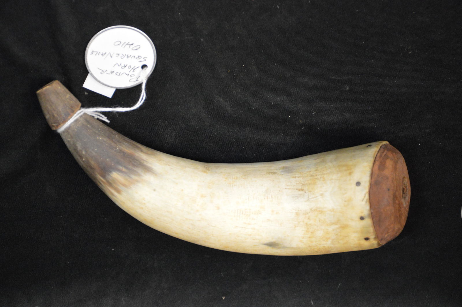 8" Powder Horn With Square Nails in it.: 8" Powder Horn With Square Nails in it.
