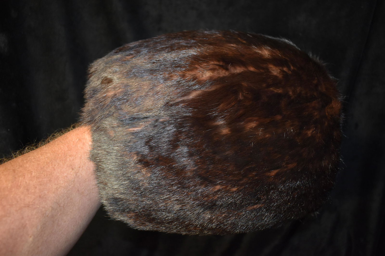 Vintage Mid Century Beaver Fur Hand Warmer: Vintage Mid Century Beaver Fur Hand Warmer. Probably 1950's. Doesn't have a manufacturers tag. Guaranteed real fur (Beaver is our guess). There is a purple cloth lining around the edges where you put