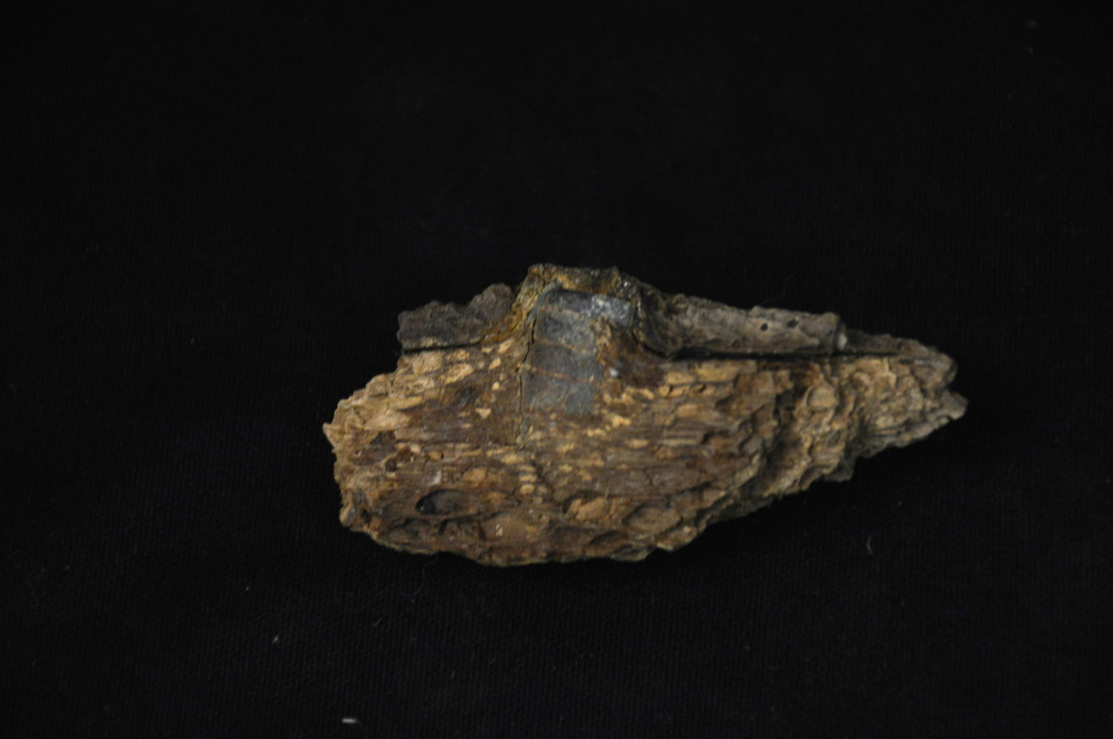 Civil War Bullet in Wood From The Battle of Gettysburg. (1 of 2)