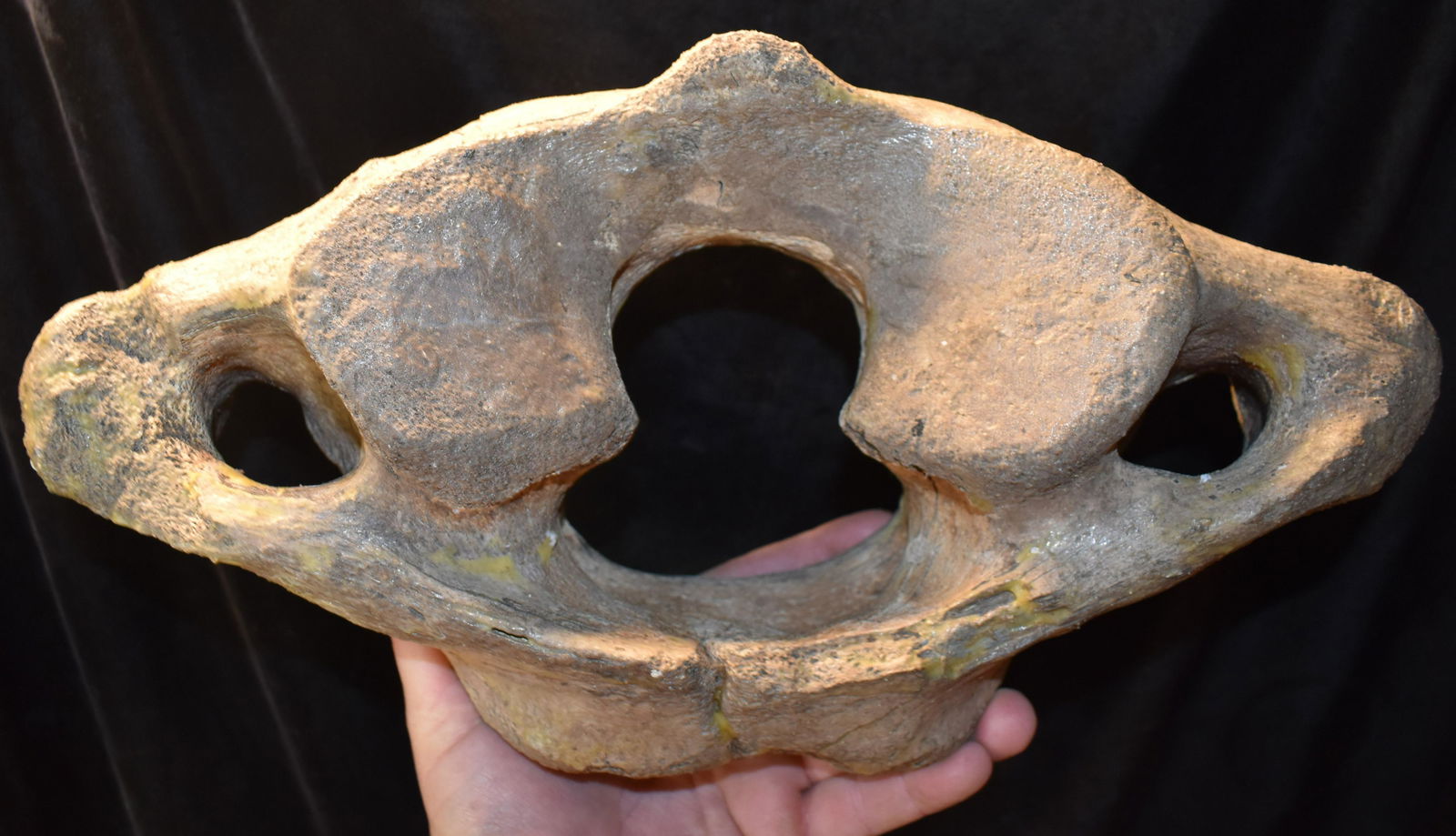 Massive 15 3/4" Mammoth Vertebrae Fossil found in Northern Missouri (1 of 12)