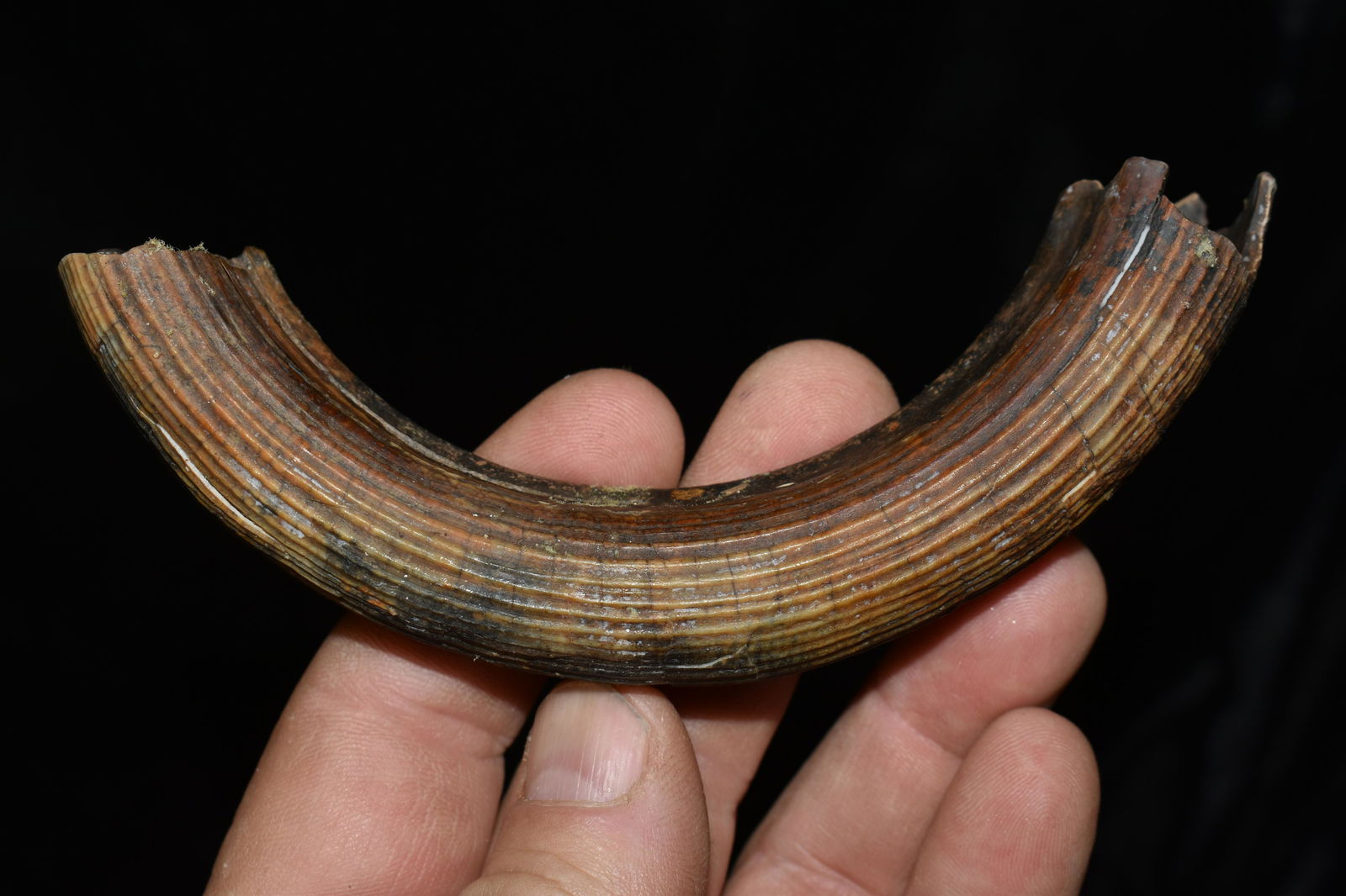 Extinct Castoroides Giant Beaver Tooth Fossil found in Nothern Missouri: Extinct Castoroides Giant Beaver Tooth found in Nothern Missouri by Jeff Gower. Specimens of giant beaver teeth are very rare in our region. This is the best fossil of its type we have seen out of our