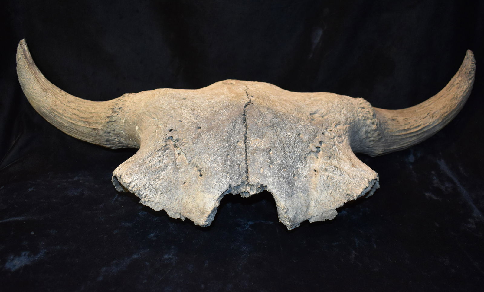 Extinct Occidentalis Bison Skull Fossil found in SW Iowa (1 of 8)
