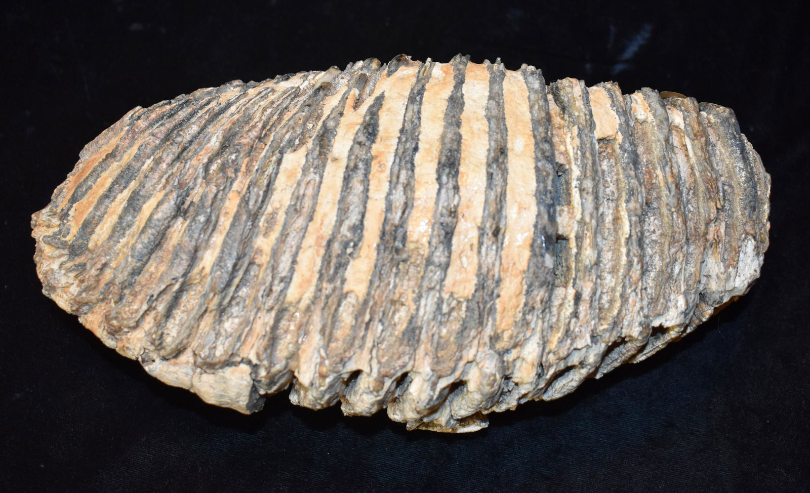 10" Mammoth Tooth Fossil found in Northern Missouri: 10" Mammoth Tooth Fossil found by Rodney Gray in Northern Missouri. Nice Large Specimen with original sediment still attached. It appears that this piece may have been glued together on one section of