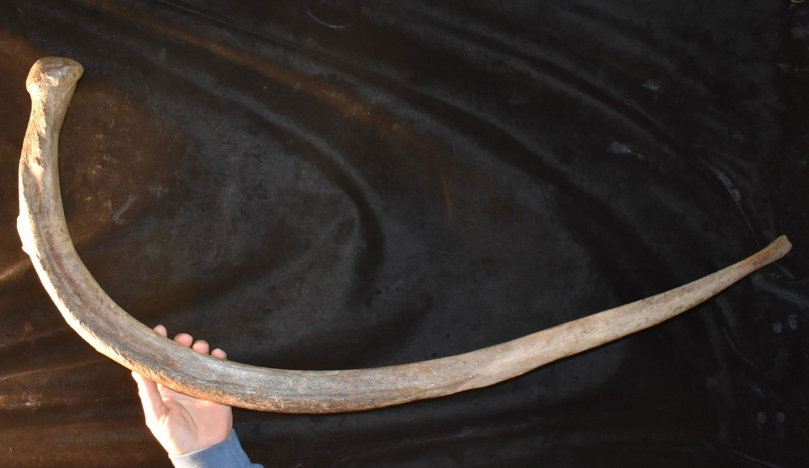 38 1/2" Mammoth Rib Bone Fossil found near the Lamine River in Western Missouri: 38 1/2" Mammoth or Mastodon Rib Bone found near the Lamine River in Western Missouri. This is an awesome fossil in about as good of condition as these are found in our region. The 38 1/2" is a straigh