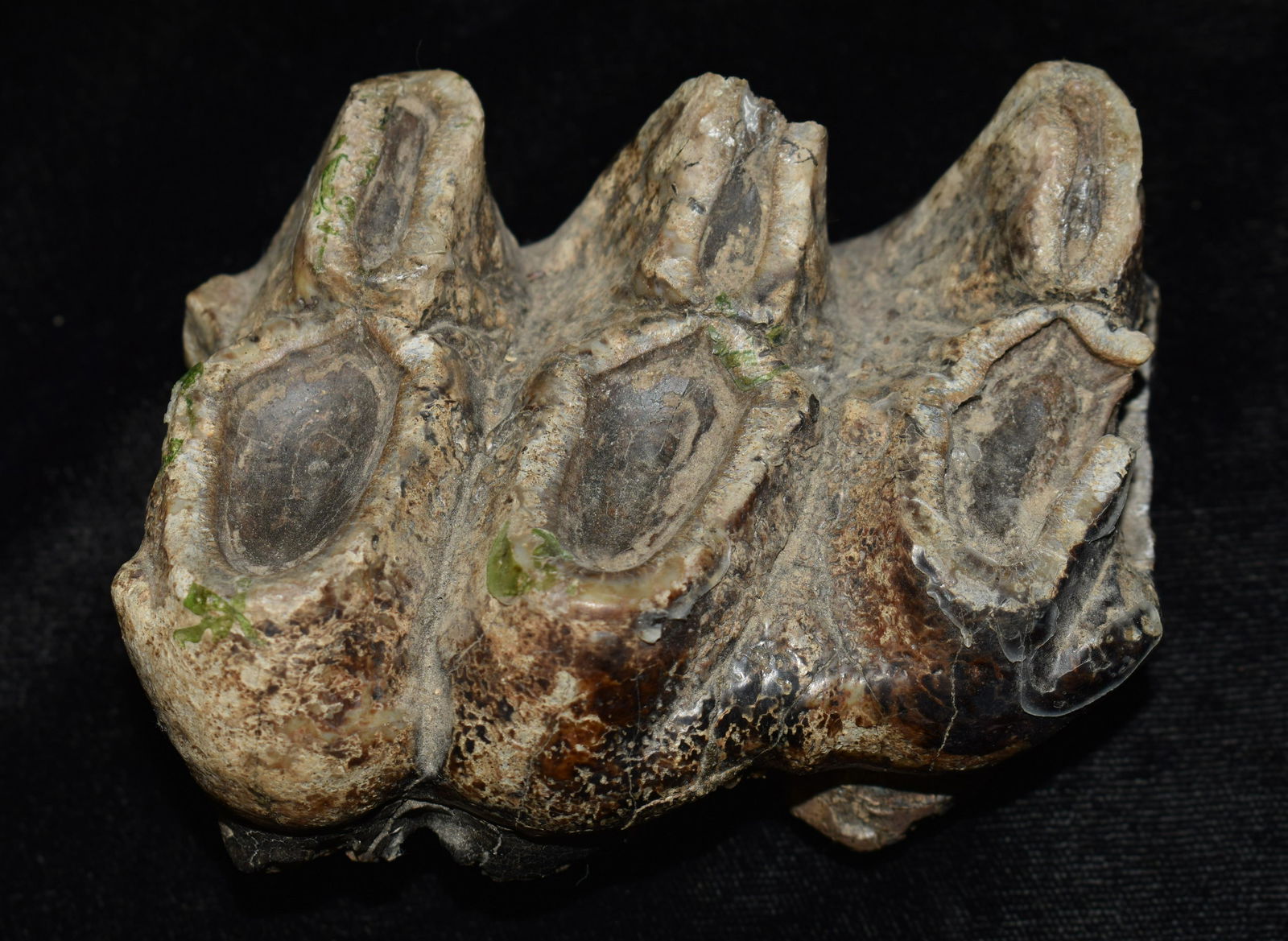 3 3/8" Mastodon Tooth Fossil found in Clark Co., Missouri by Jeff Gower: 3 3/8" Mastodon Tooth found in Clark Co., Missouri by Jeff Gower. Jeff found this tooth while kayaking just outside of Kahoka, Missouri.