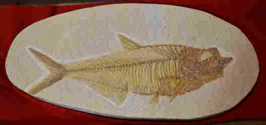 Stone Fossils