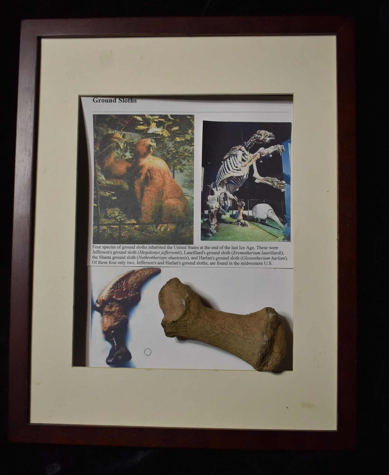 5" Ground Sloth Toe Bone Fossil found in the Midwest United States: 5" Ground Sloth Toe Bone Fossil found in the Midwest United States. This would be off of one of the two species of ground sloth we had here in the US. The Jefferson or Harlan Ground Sloth. From the la