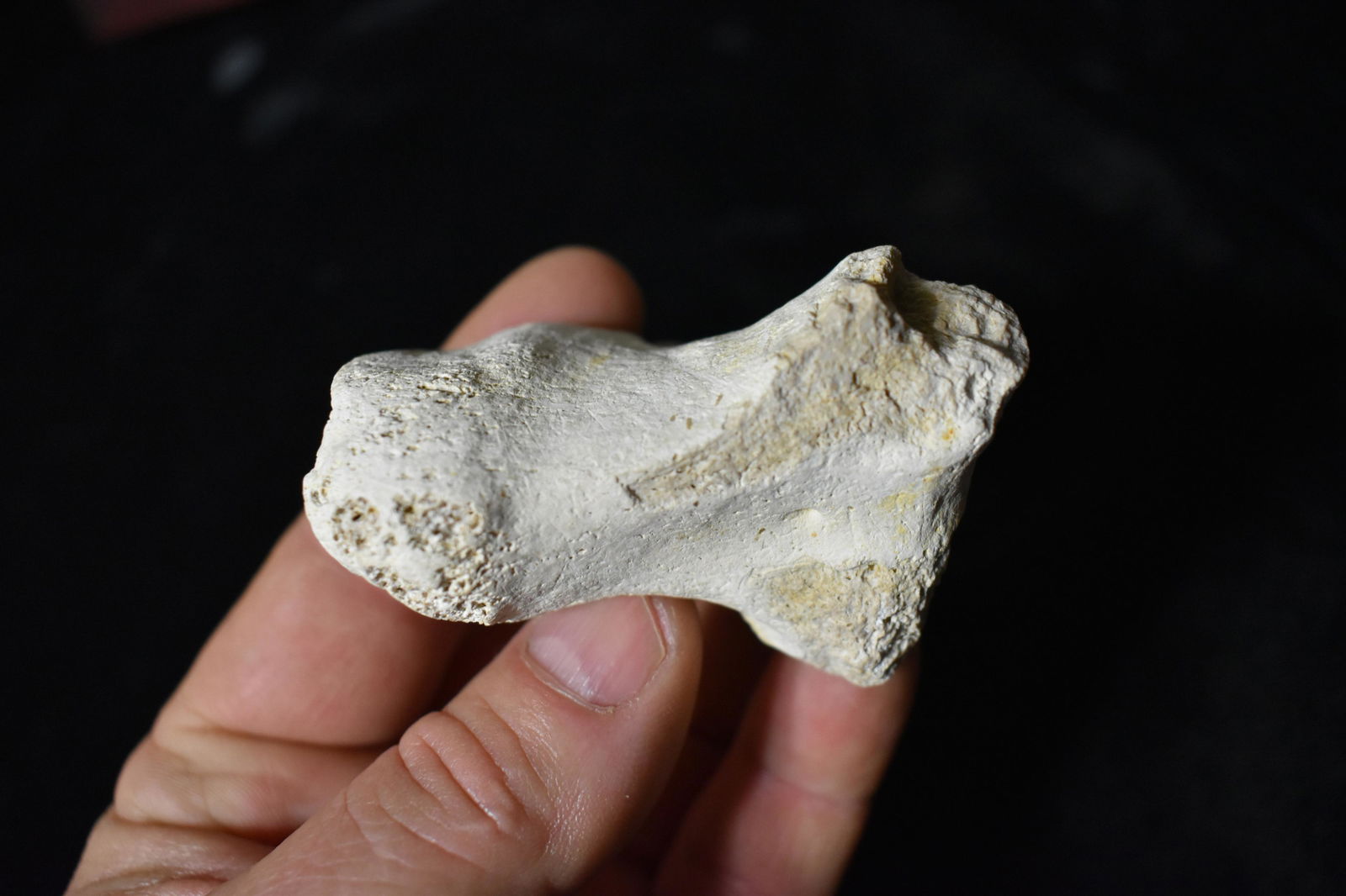 2 3/4" Dinasaur Fossil Wrist/Foot Bone (Petrified): 2 3/4" Dinasaur Fossil Wrist/Foot Bone (Petrified). The closest match we could find was that of a Woolly Rhino wrist bone but we are not educated enough on bone to call it that for sure. Bones from va