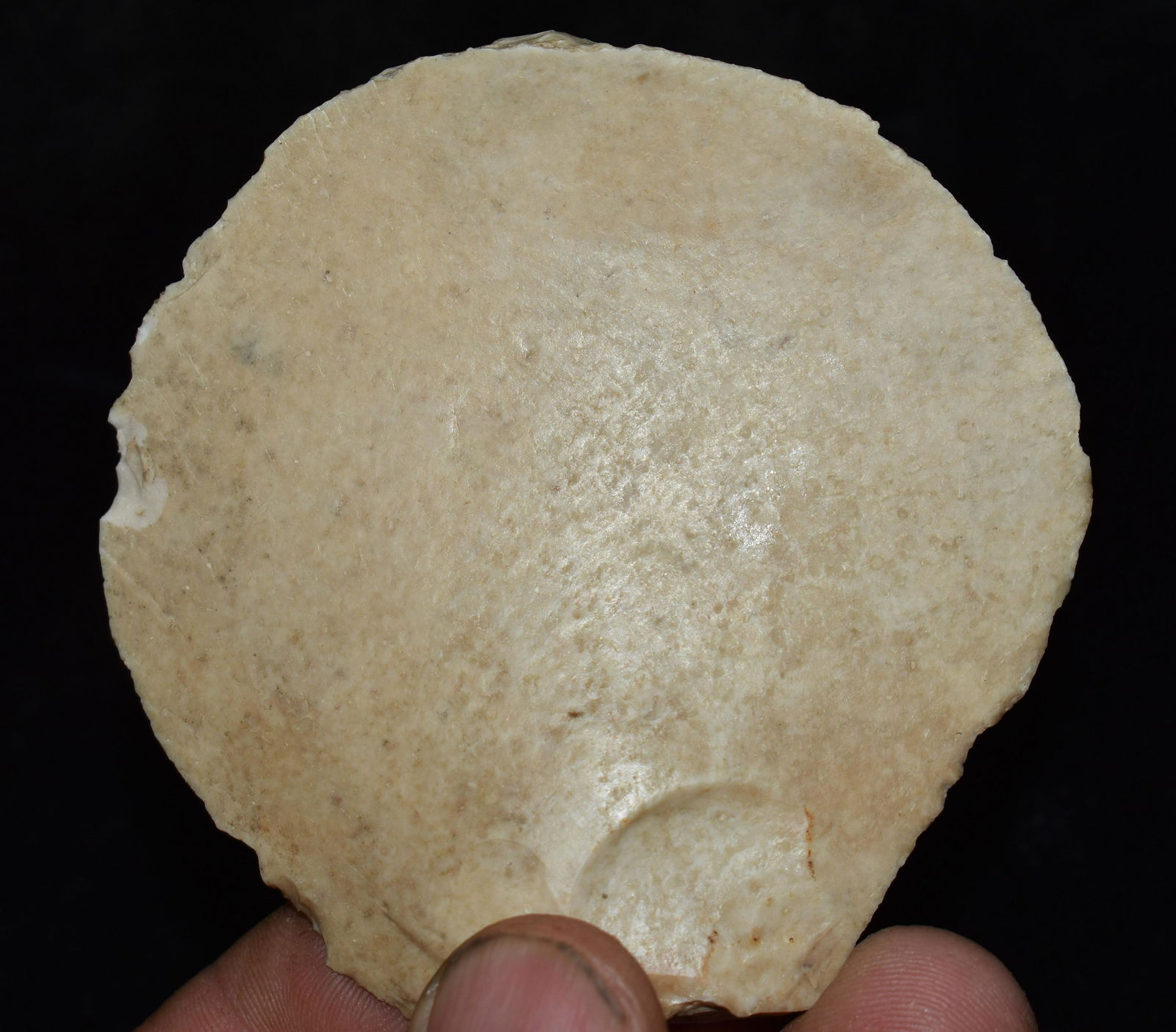 3" Massive Refined Hide Scraper found in Illinois  Ex Eldon Launer Collection (1 of 6)