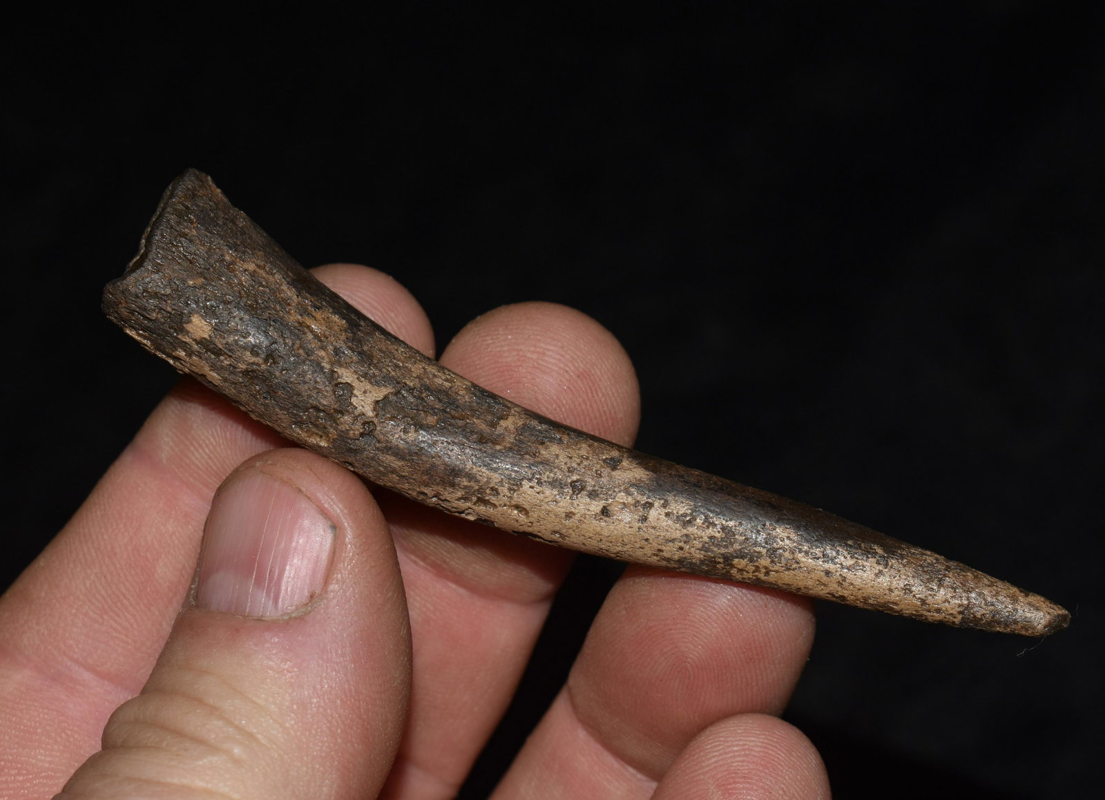 3 1/2" Hollowed out Antler Tip Awl, Handle or Punch found in Calloway Co., Mo by Larry Underwood: Hollowed out Antler Tip Awl or Punch found in Calloway Co., Mo by Larry Underwood. The hole in the end is drilled out at least 3/4". It may go further than that but has earth packed up in there. May a