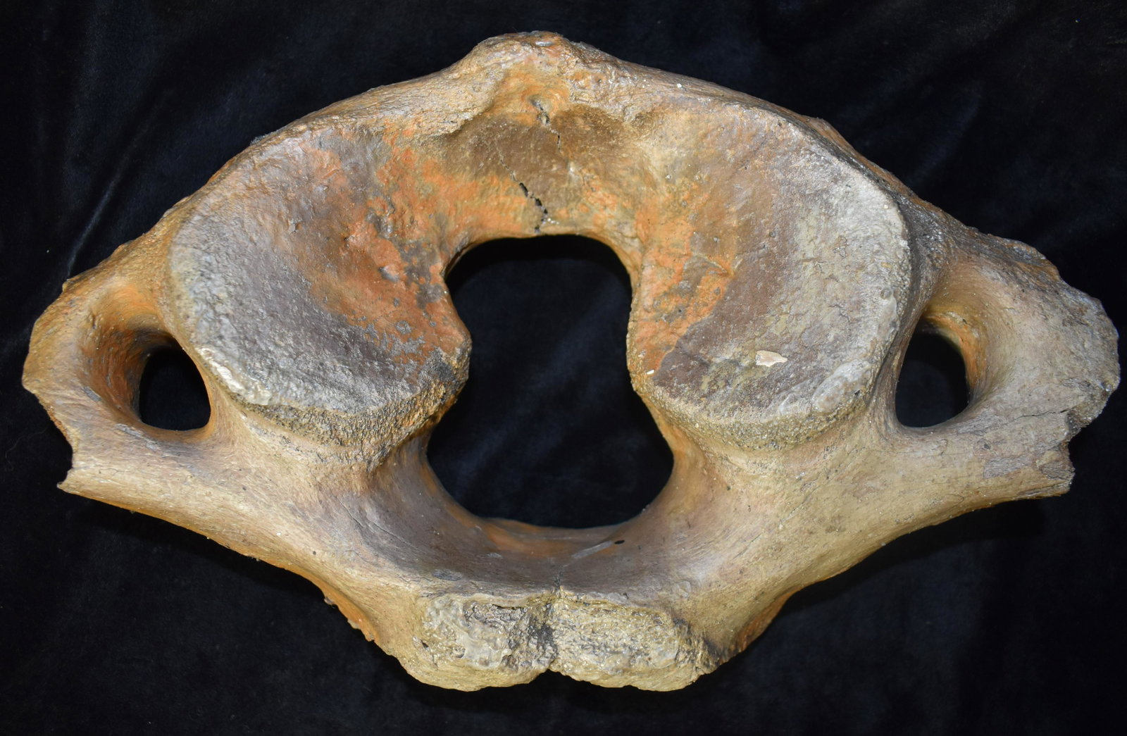 14" Mammoth Vertebrae found in Northern Missouri: 14" Mammoth Vertebrae found in Northern Missouri by Jeff Gower.