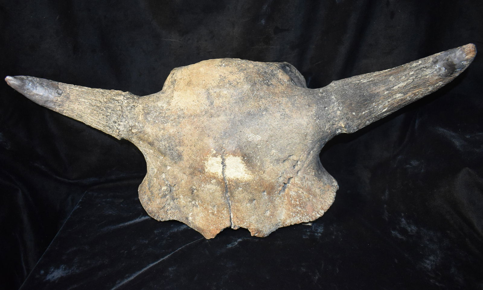 Extinct Occidentalis Bison Skull Fossil found in SW Iowa (1 of 8)
