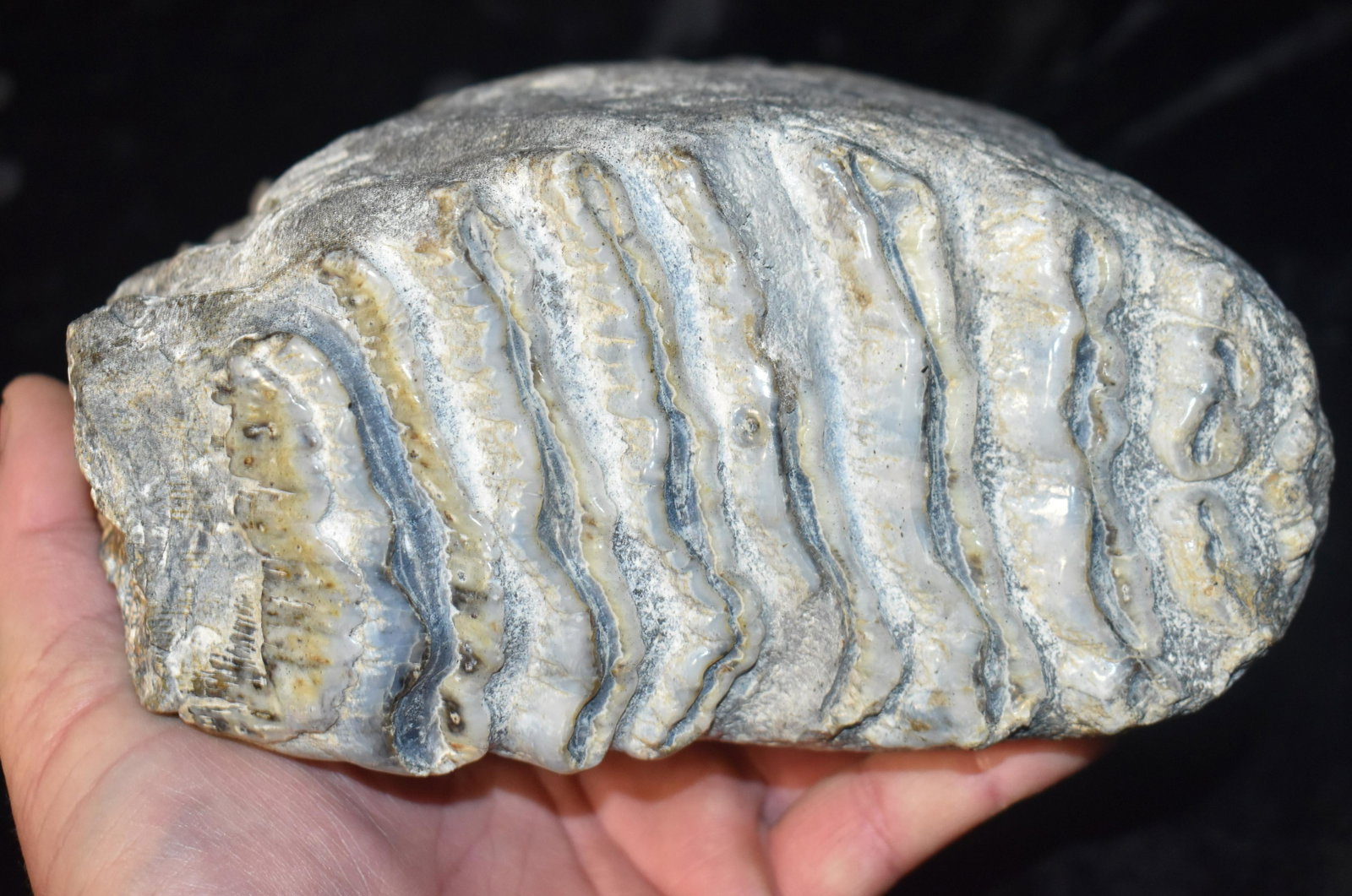 9" Tall Large Columbian Mammoth Tooth (Petrified): 9" Tall Large Columbian Mammoth Tooth (Petrified). This is an outstanding example. Mammoth can be over a million years old. This one is very heavy and extremely solid. It has some writing which is lik