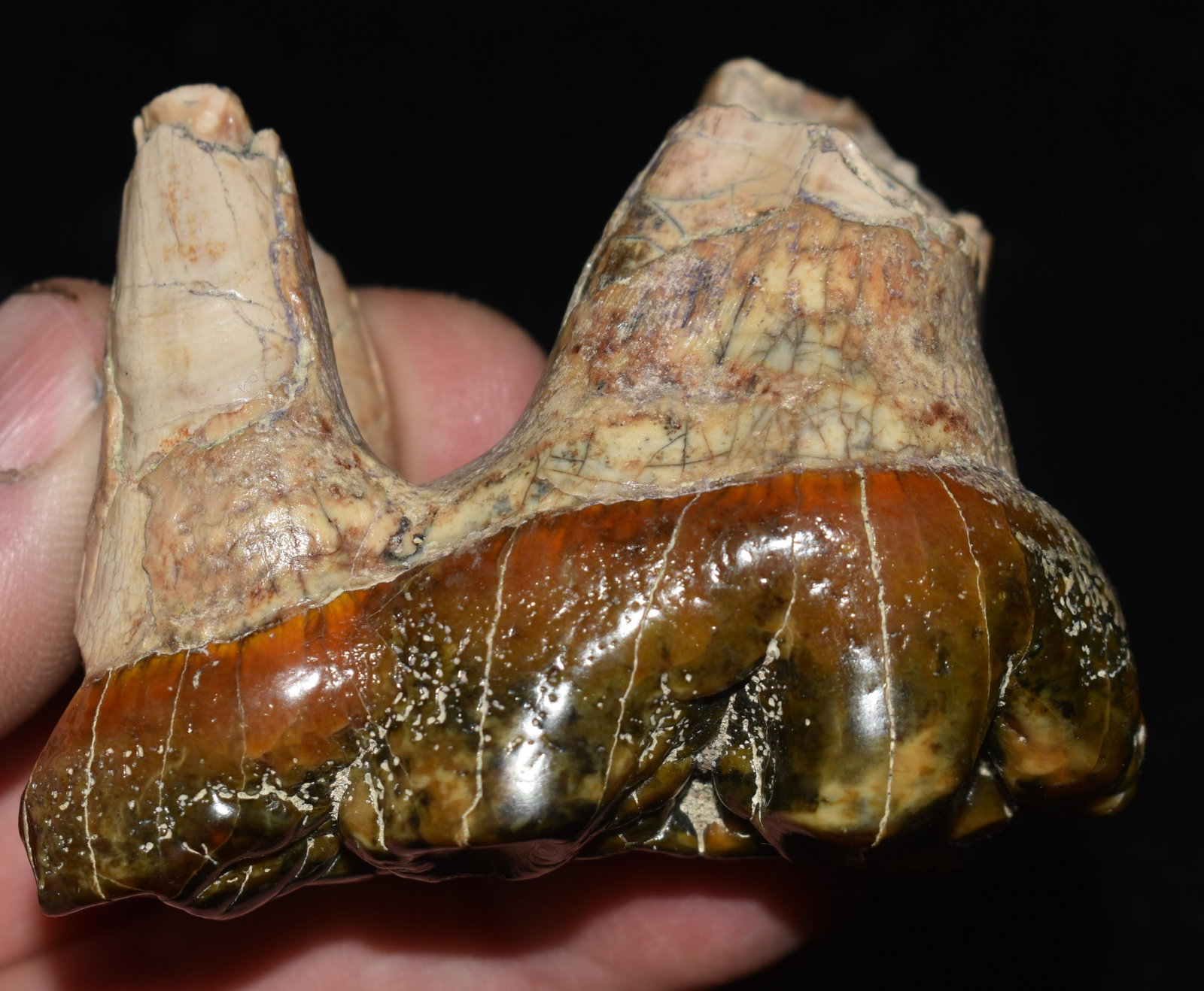 2 3/4" Baby Mastodon Tooth: 2 3/4" Baby Mastodon Tooth. This tooth would have been from a calf that died at birth or very shortly after. There is no wear to the teeth enamel from grazing. From the John Cook Collection. Feels lik