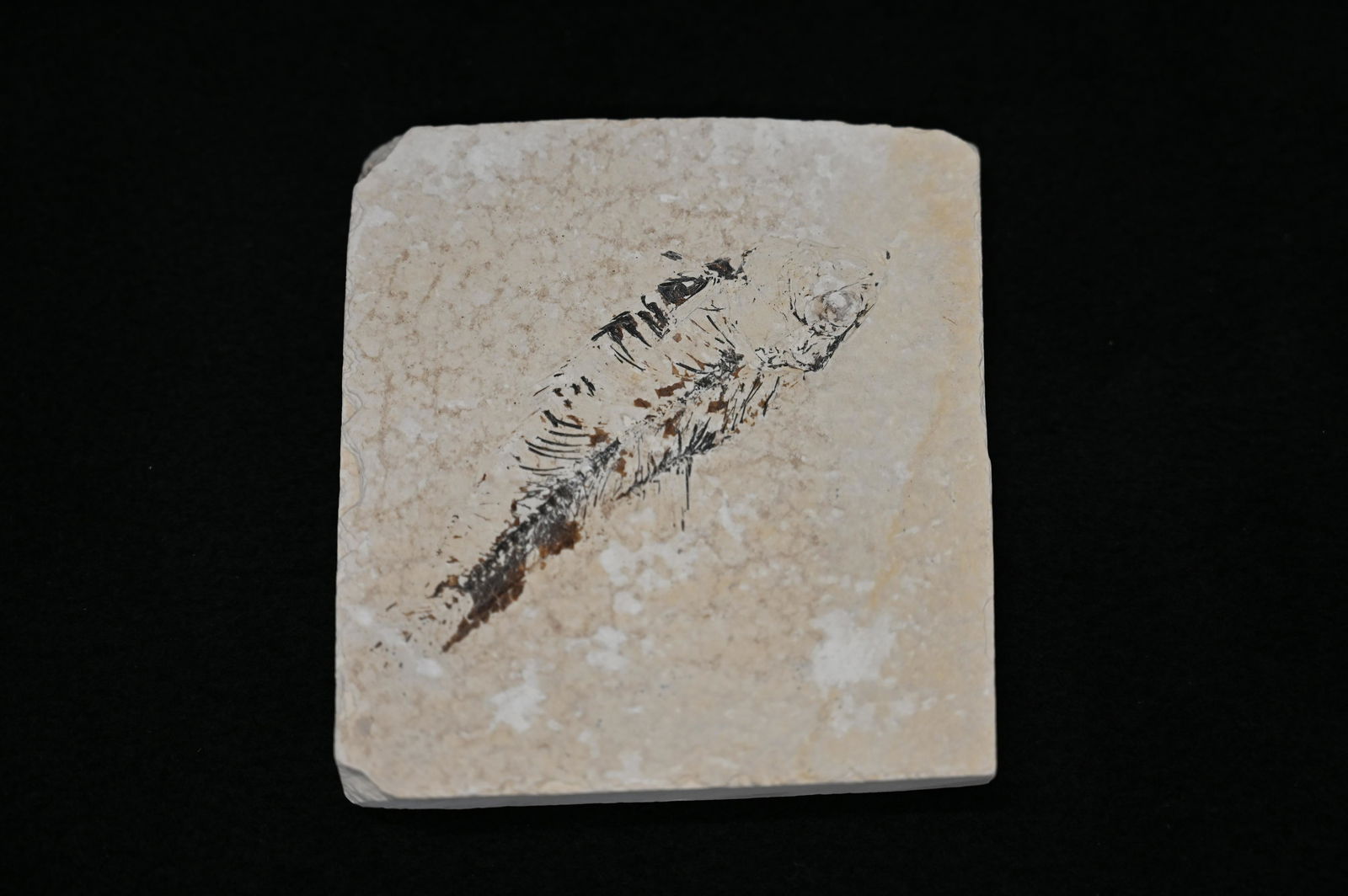 3 11/16" Fossil Fish from Green River Wyoming (1 of 3)