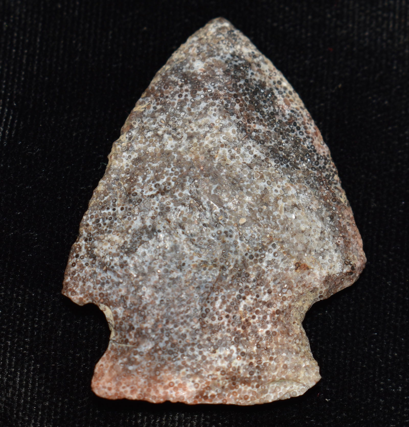 Colorful 1 7/8" Oolitic Chert Gibson found in Pettis County, Missouri: Colorful 1 7/8" Oolitic Chert Gibson found in Pettis County, Missouri by Bud Oelrichs.