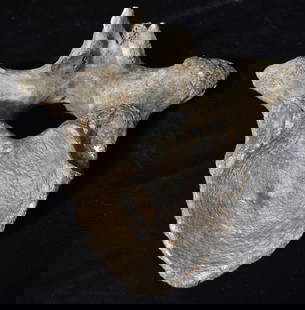 8 1/2" Mastodon Thoracic Vertebrae Fossil found in Northern Missouri: 8 1/2" Mastodon Vertebrae found in Northern Missouri by Jeff Gower. Very nice example.