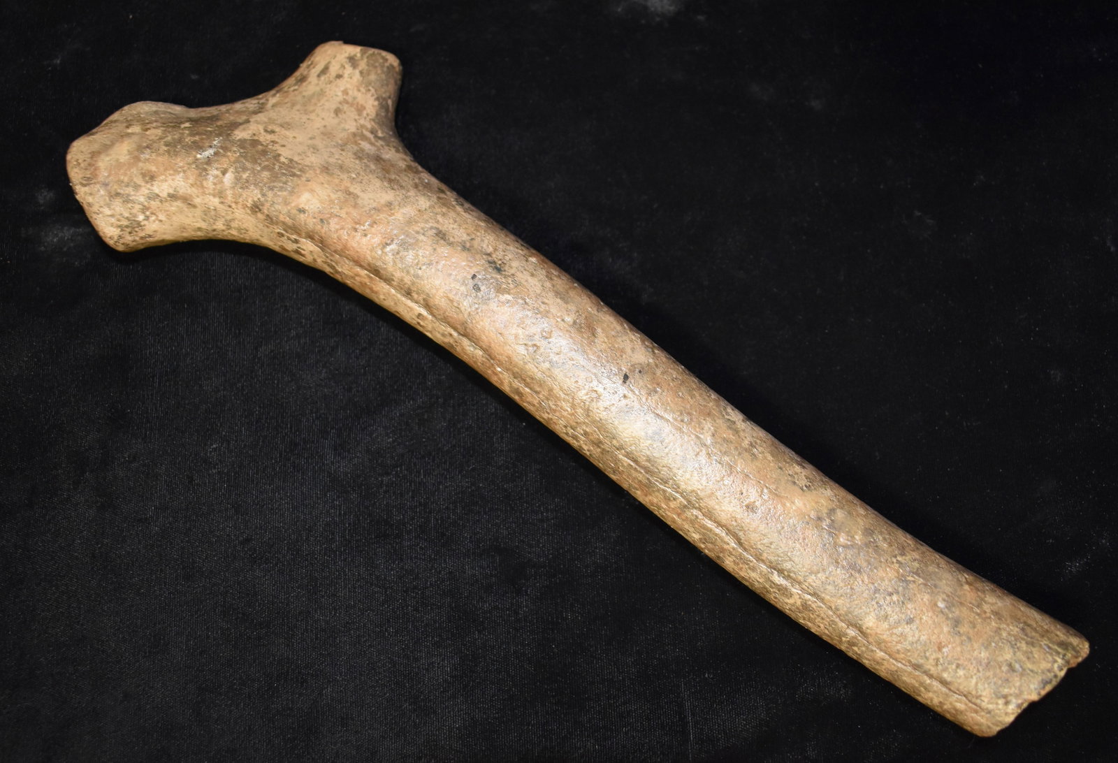 13" Caribou Billet Fossil Found in SW Iowa: 13" Caribou Billet Found in SW Iowa. This certainly appears to be a billet. The hammer/heavy end is rounded from use or wear. The area where it washed out in SW Iowa is rich in Paleo that wash out in