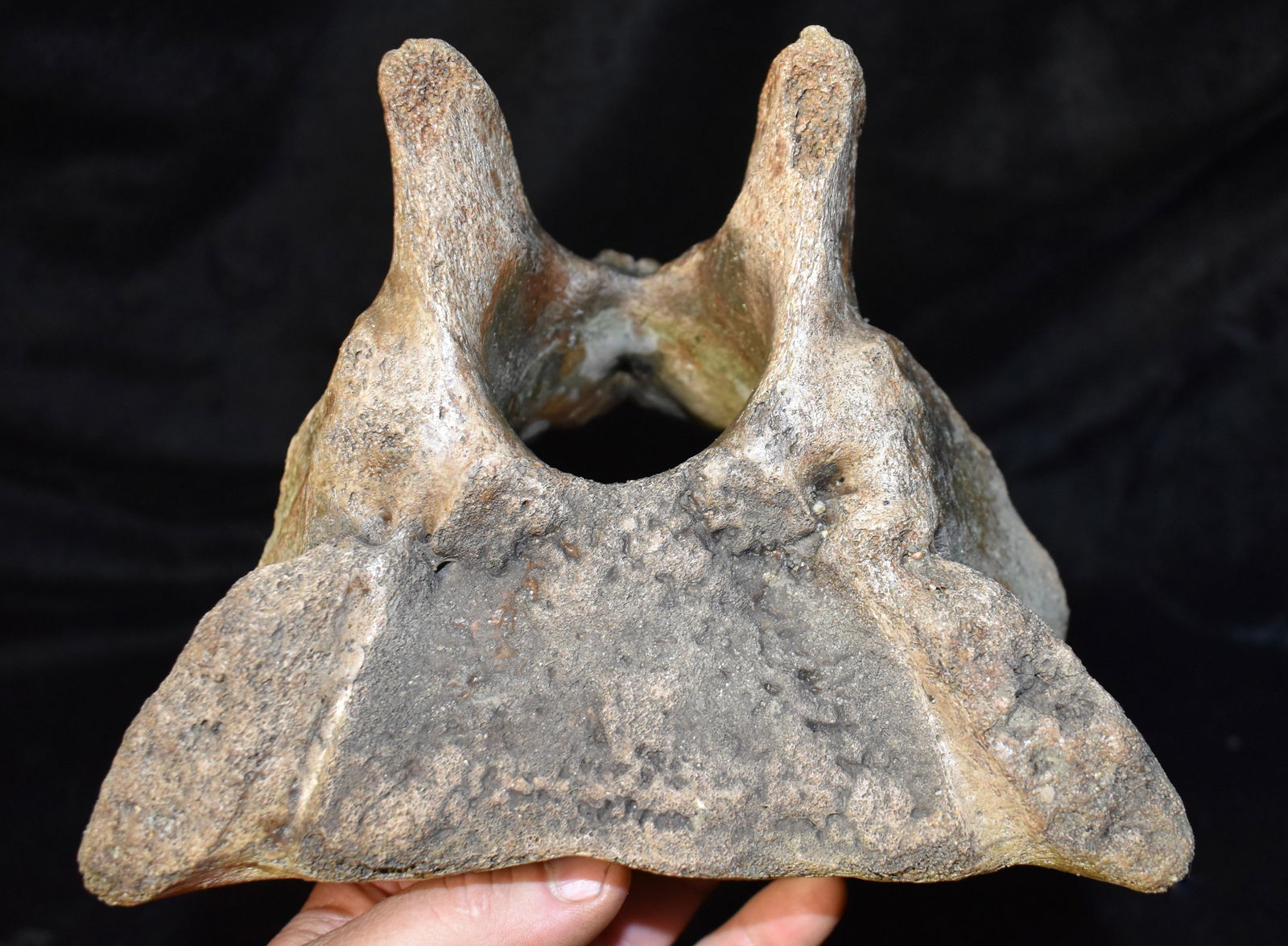 8 1/4" Extinct Occidentalis Bison Vertebrae Found in SW Iowa (1 of 7)