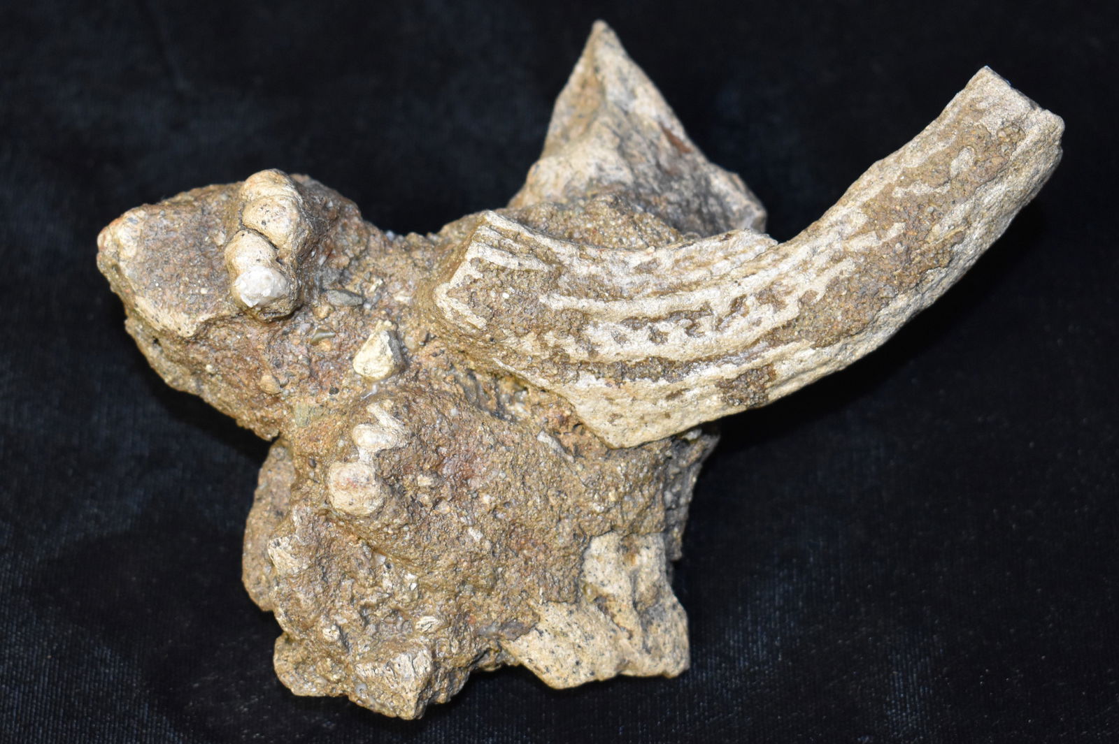 Fossil Bone Cluster in Matrix: Fossil Bone Cluster in Matrix. One of the bones looks like a section of rib bone. The other fragments we couldnt guess on. Interesting group of bones that washed out with the sandstoneish sediment sti