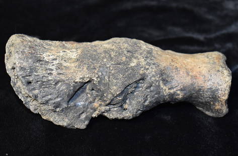 Old Horse Hoof Found in SW Iowa: Old Horse Hoof Found in SW Iowa. Ok so this isnt as old as the other listings but it is something a bit different and odd. On occasion fossil hunters stumble across one of these. They are not from the