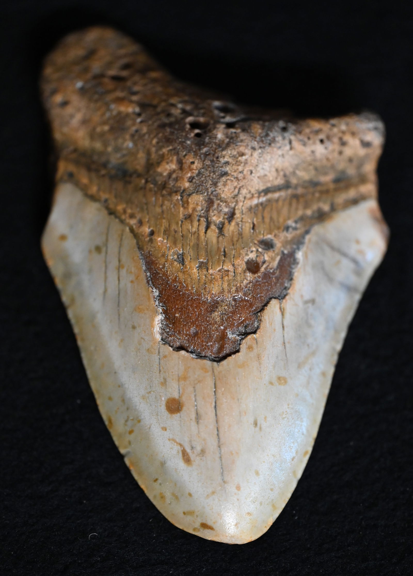 Megaladon Fossil Sharks Tooth 4 1/2" Long 2 15/16" Wide.: Megaladon Fossil Sharks Tooth 4 1/2" Long 2 15/16" Wide.