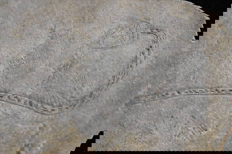 Very Detailed Monocot Flower Fossil 5 1/2" x 3 1/2" Stone.: Very Detailed Monocot Flower Fossil 5 1/2" x 3 1/2" Stone.