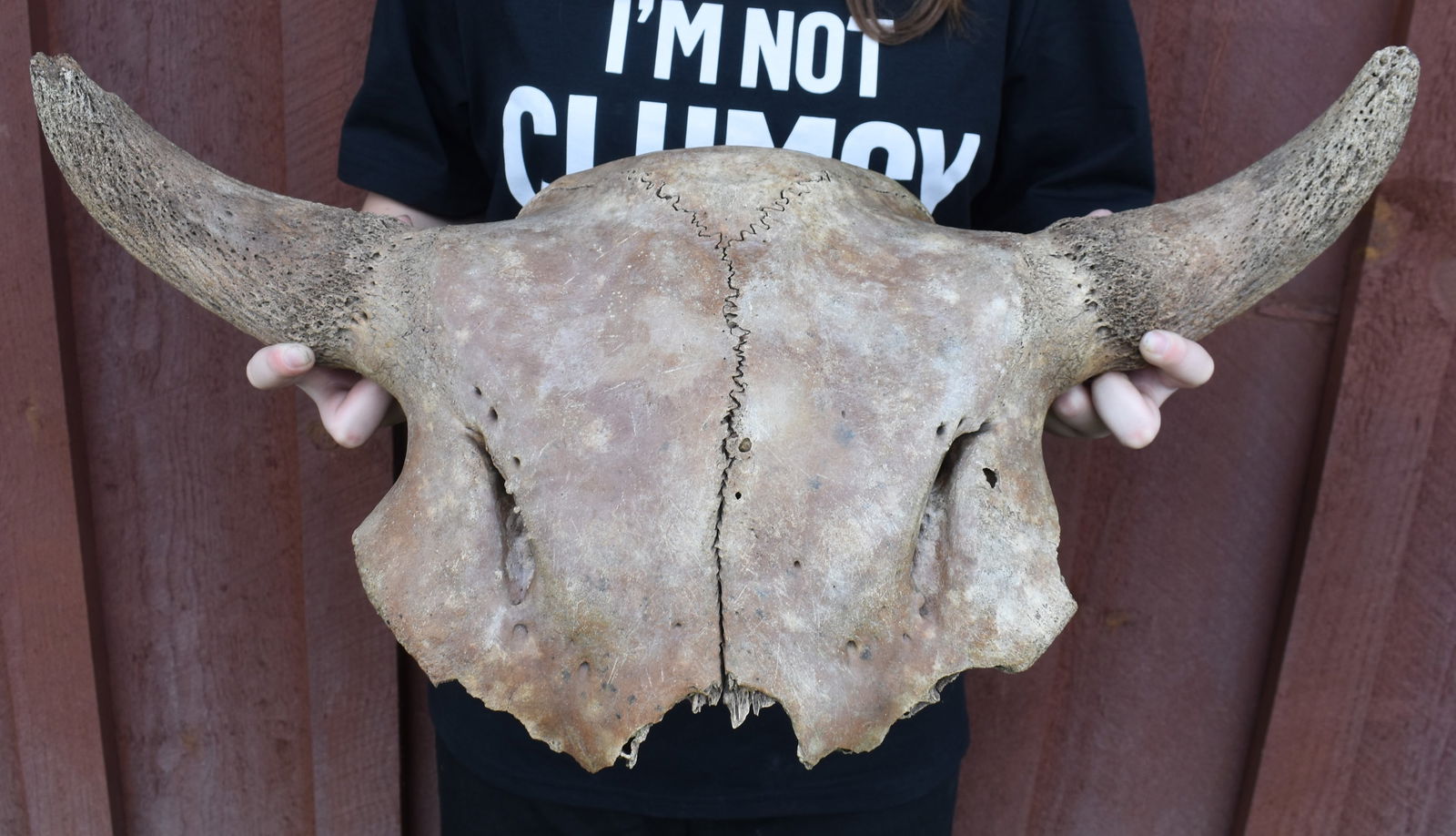 23 1/2" American Bison Skull found in Iowa (1 of 11)