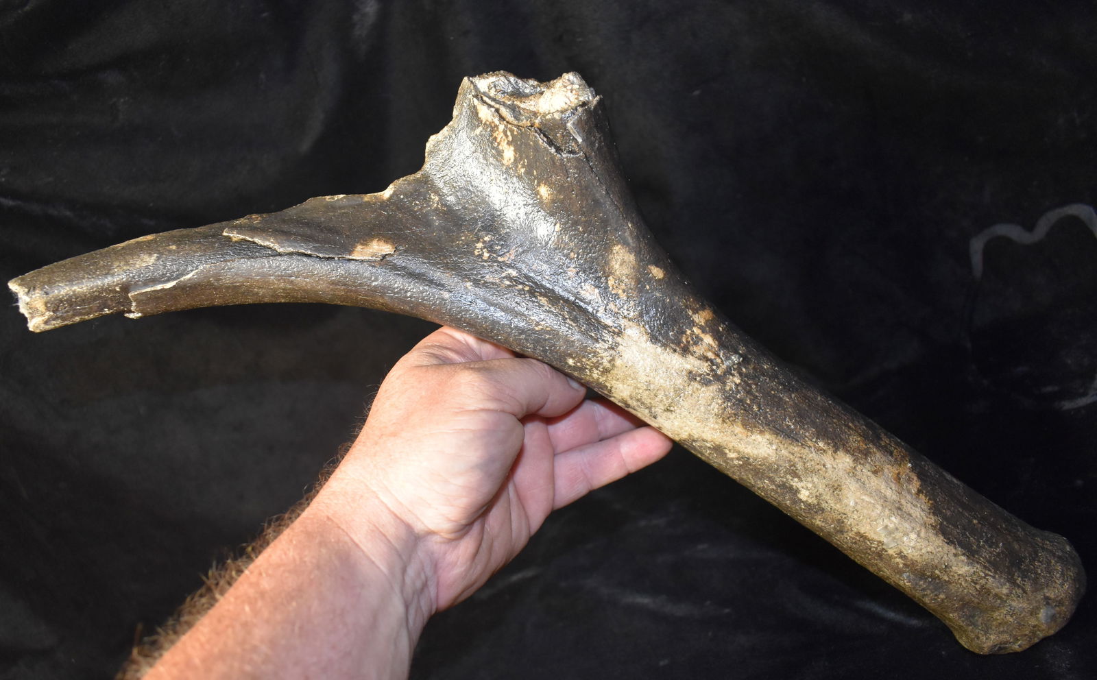 19" Stag Moose Horn found in SW Iowa (Extinct Species) (1 of 6)