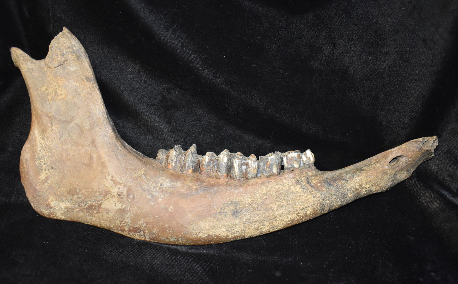 17 1/4" Old Horse Jaw Bone Found In Sw Iowa Auction