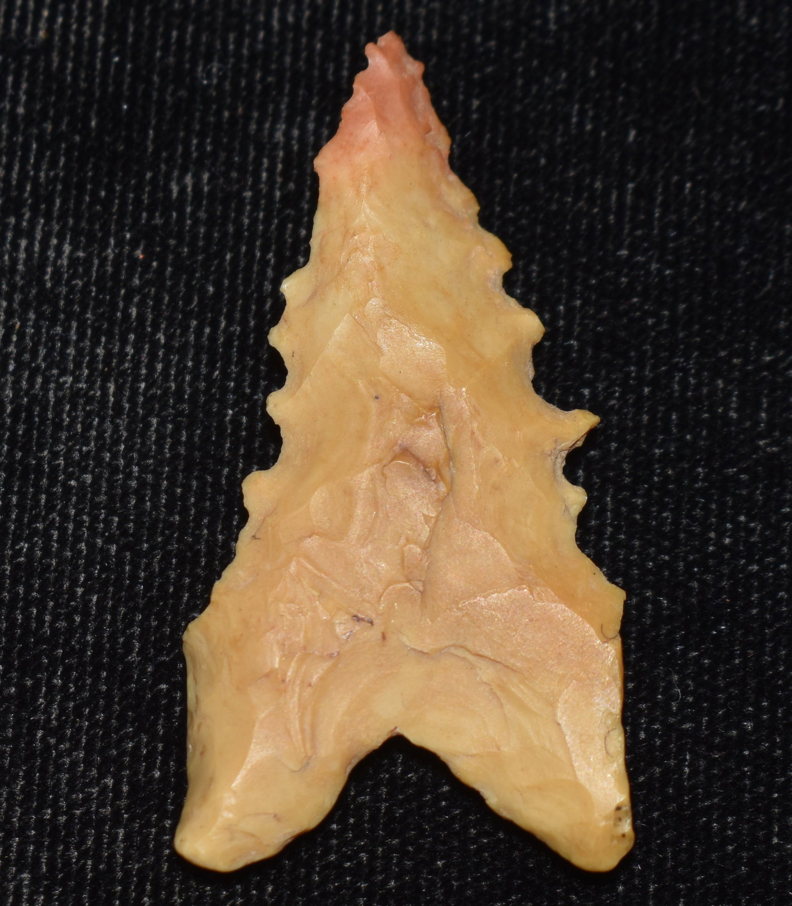 1 5/8" Red Tipped Dalton found in Pettis County, Missouri: 1 5/8" Red Tipped Dalton found in Pettis County, Missouri. Ex George Wolf Collection