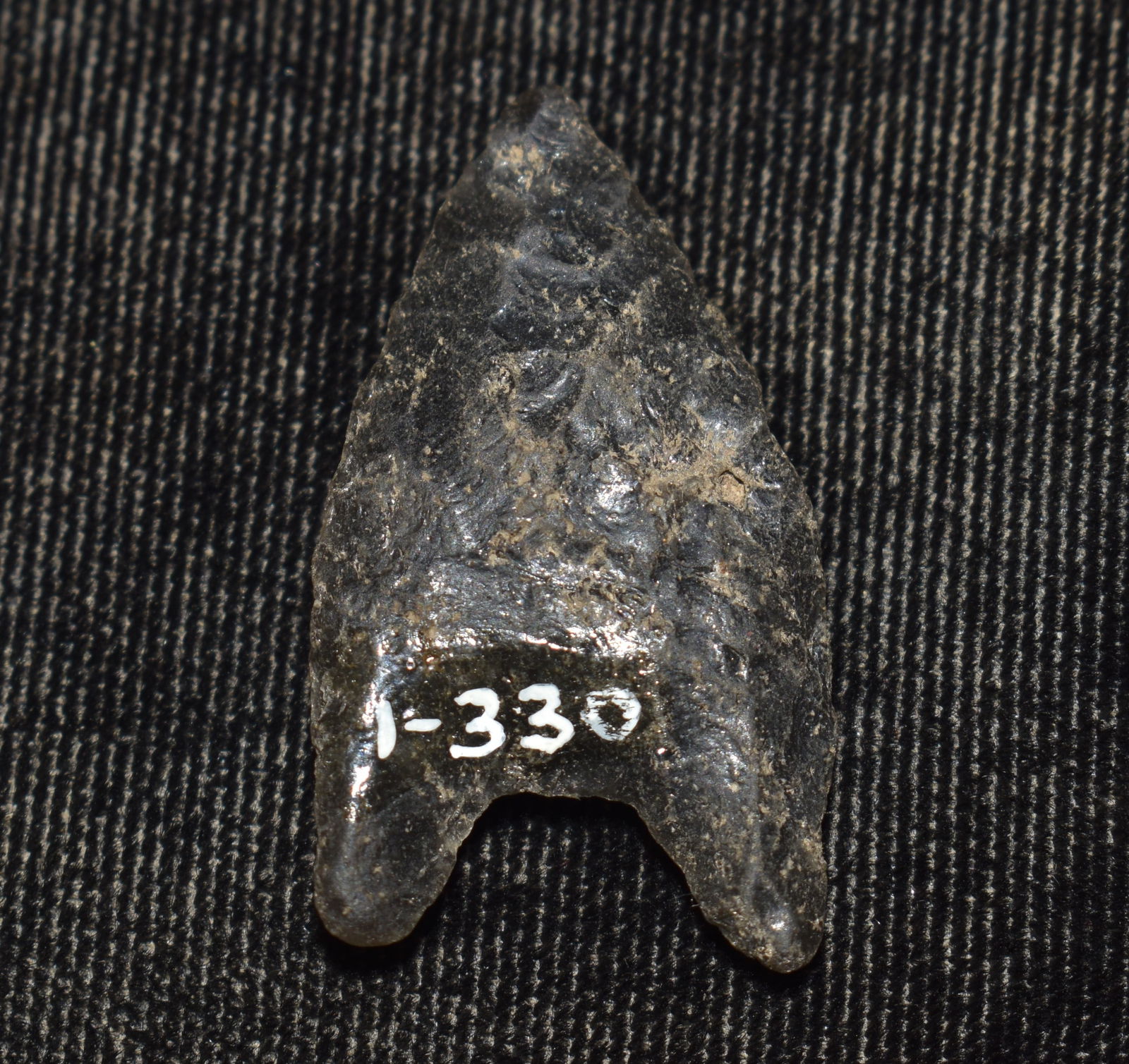 1 3/8" Obsidian Humboldt Basal Notch Found in Lake County, California by Venn Keeling on and near: 1 3/8" Obsidian Humboldt Basal Notch Found in Lake County, California by Venn Keeling on and near Bartlett Mountain And Catalogued by Berkley University