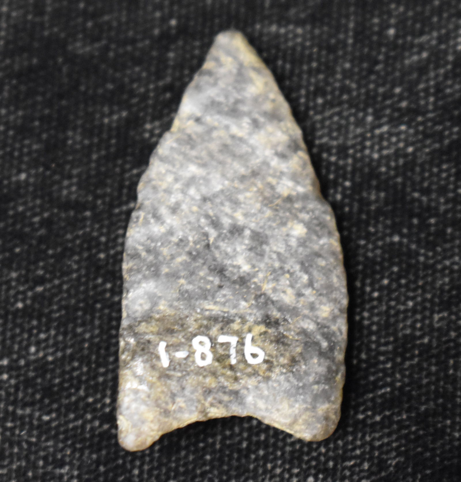 1 3/8" Obsidian Humboldt or Plainview Found in Lake County, California by Venn Keeling on and near: 1 3/8" Obsidian Humboldt or Plainview Found in Lake County, California by Venn Keeling on and near Bartlett Mountain And Catalogued by Berkley University