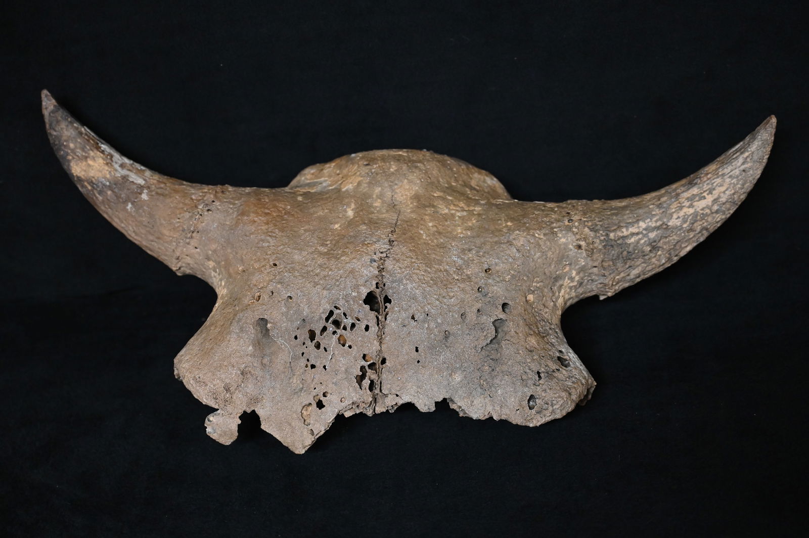 23" American Bison Skull found in Iowa (1 of 5)
