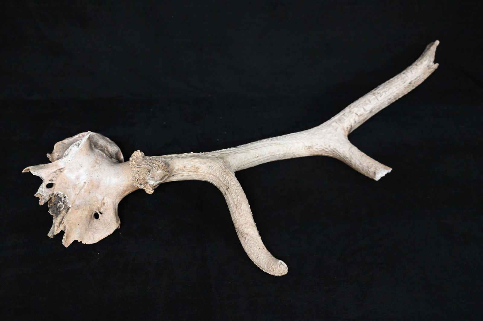 33" Extinct Eastern Elk Antlers with portion of the skull found in SW Iowa.  This would have been a (1 of 10)