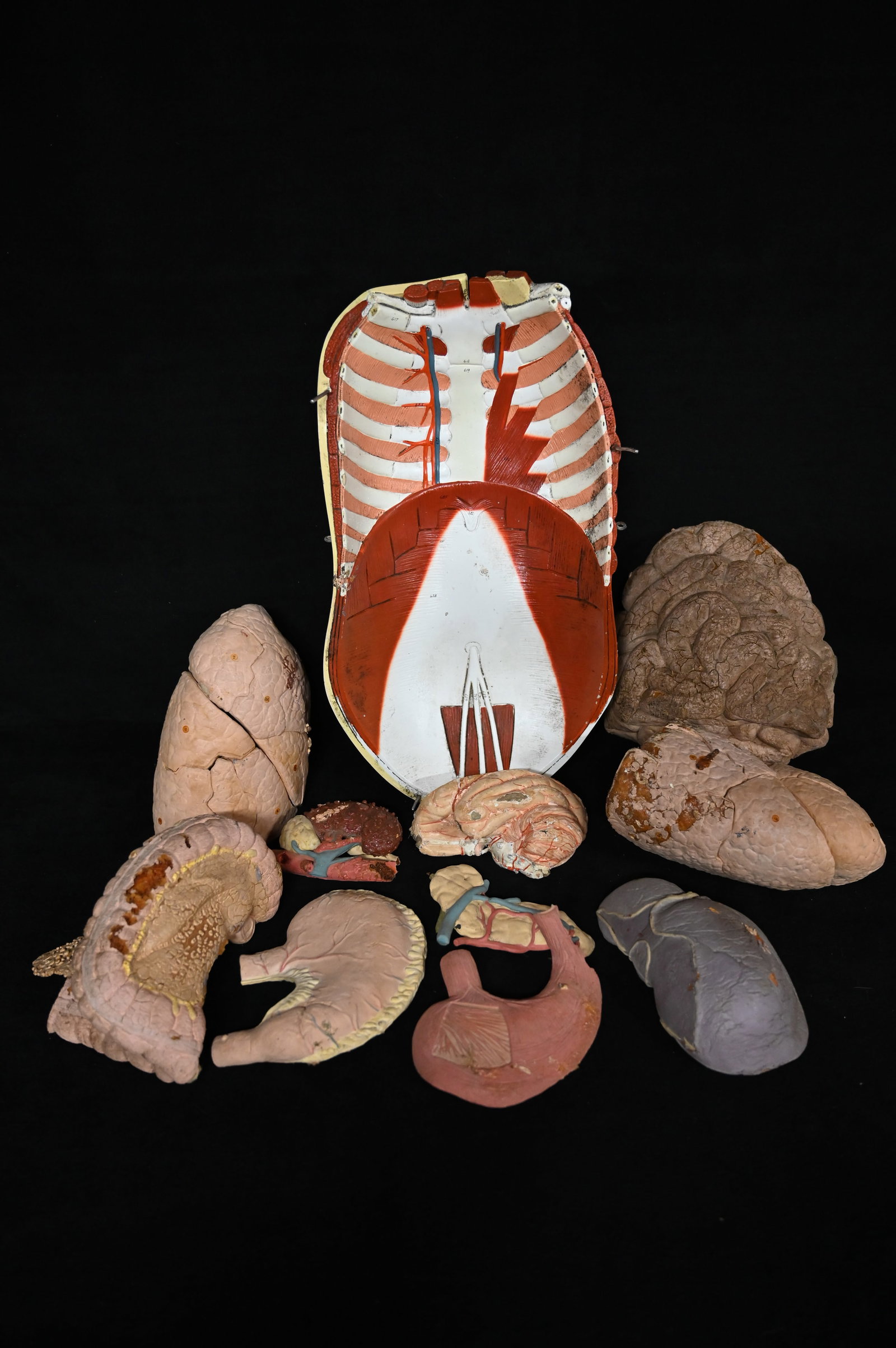 Anatomy School Science Set of Human Organ Replicas: Anatomy School Science Set of Human Organ Replicas
