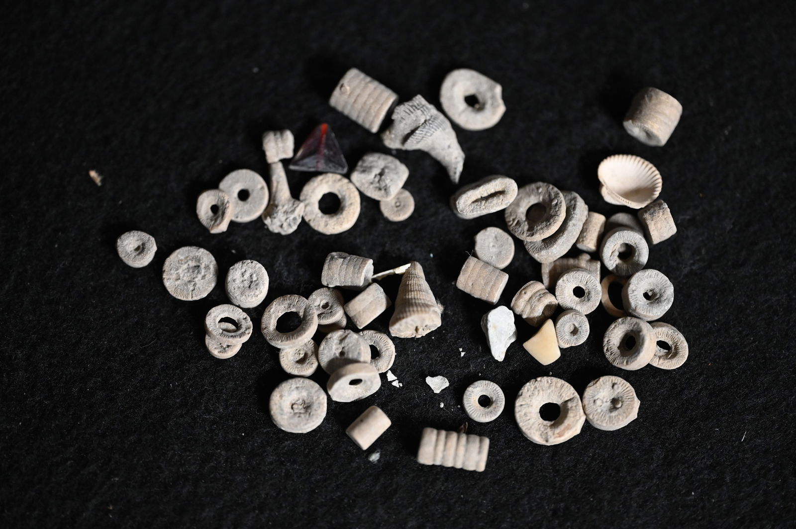 Fossils and Beads, Large Group: Fossils and Beads, Large Group