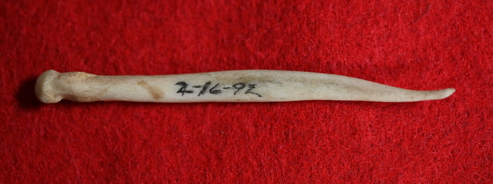 3 3/16" Grooved Bone Awl Found by Dale Roberts in Van Buren Co. Iowa.: 3 3/16" Grooved Bone Awl Found by Dale Roberts in Van Buren Co. Iowa.