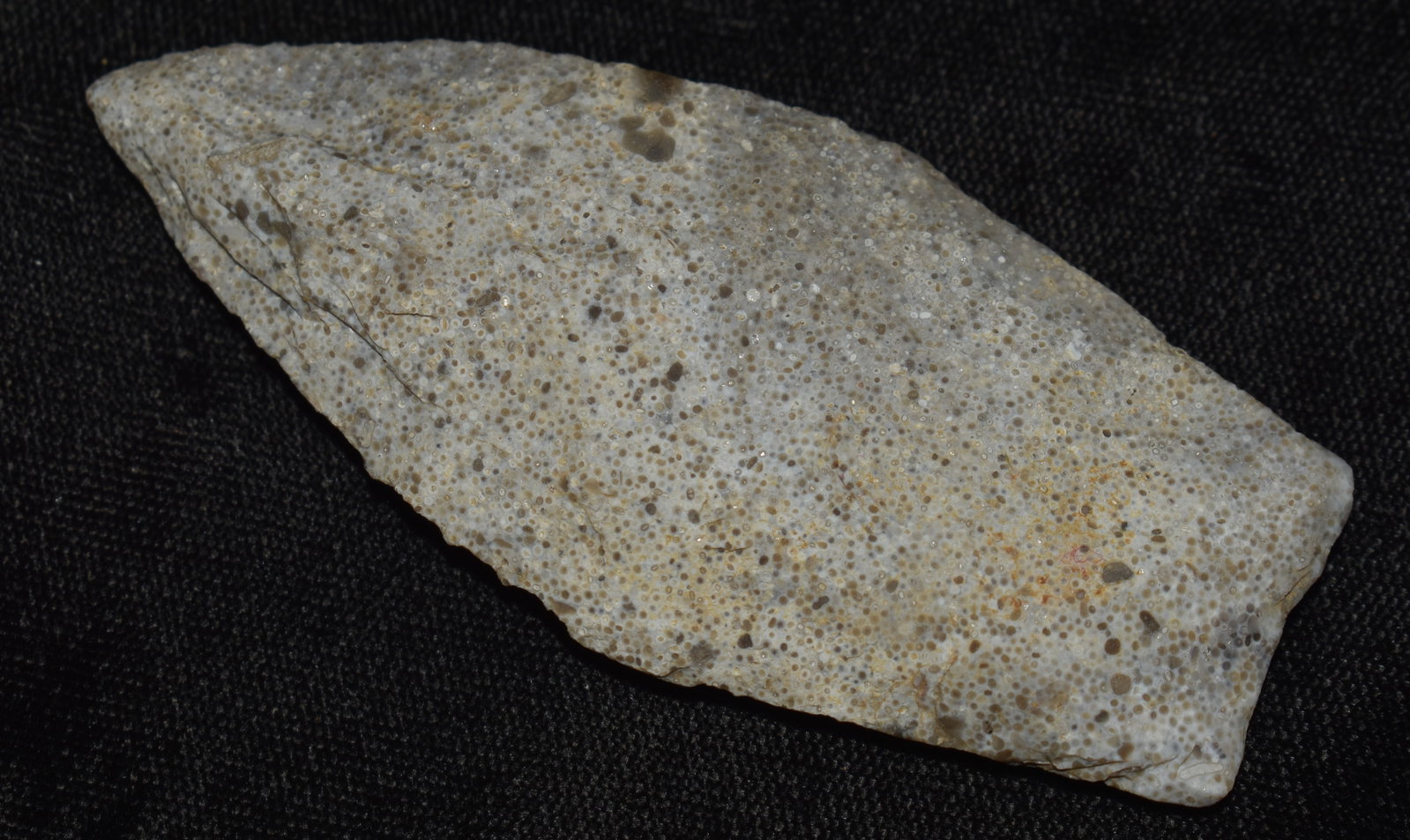 3 13/16" Nicely Made Oolitic Chert Sedalia w/ Keele COA: 3 13/16" Nicely Made Oolitic Chert Sedalia found in Henry County, Missouri by Brad Phillips w/ Keele COA.