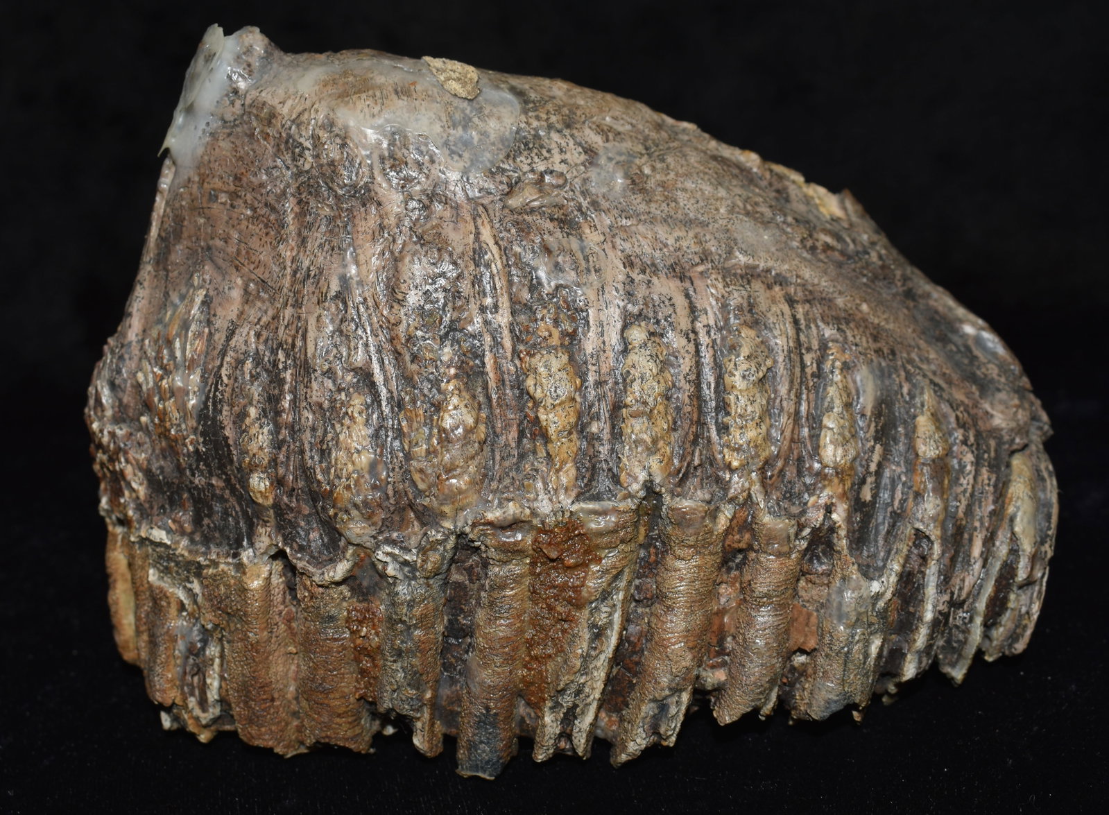 7" Mammoth Tooth found in Northern Missouri by Jeff Gower: 7" Mammoth Tooth found in Northern Missouri by Jeff Gower