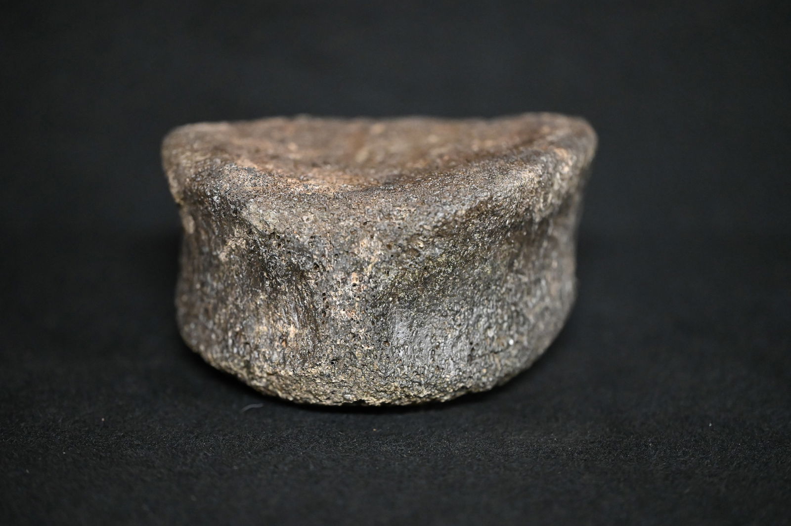 6" Mastodon Fossil Toe Bone Found in Iowa.: 6" Mastodon Fossil Toe Bone Found in Iowa.